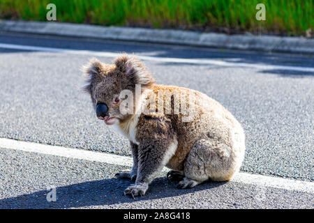 A scared female koala sits in the middle of the Great Ocean Road between Lorne and Apollo Bay risking being run over by traffic. Stock Photo