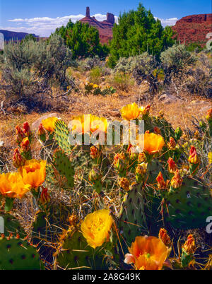 Prickly-pear blooms and Castle Rock, Proposed La Sal Waters Wilderness, Utah Near Moab, La Sal Mountains, Colorado River
