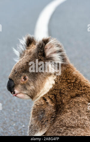 A scared female koala sits in the middle of the Great Ocean Road between Lorne and Apollo Bay risking being run over by traffic. Stock Photo