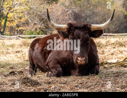 Close up of Red Devon or Ruby Red cow lying down in field and staring towards the viewer