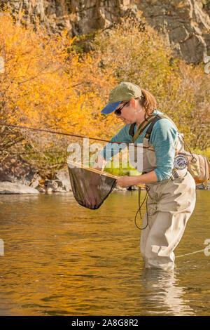 A woman holds her fly-fishing line, reel, and rod as she pulls the trout she caught out of the net on a sunny fall day along the Poudre River in Color Stock Photo