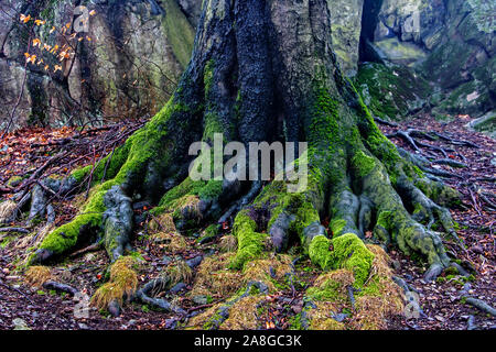 The massive roots of the tree in the rocks Stock Photo - Alamy