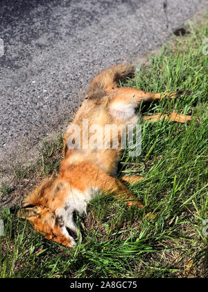 The fox's corpse is lying by road. Dead fox in green grass beside rural road. Stock Photo