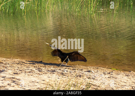 at a waterhole in the Australian outback stands a snake-necked bird with spread wings Stock Photo