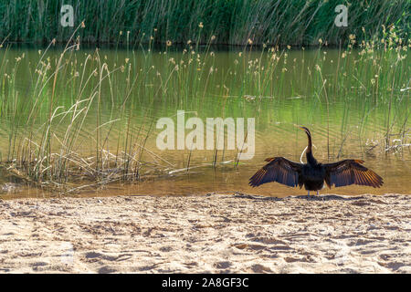 at a waterhole in the Australian outback stands a snake-necked bird with spread wings Stock Photo