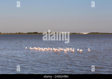 Many pink flamingos on a big water lake in La Camargue Stock Photo