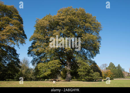 Autumnal Colours of the Turkey Oak or Austrian Oak Tree (Quercus cerris) with a Bright Blue Sky Background and Grazing Sheep in a Park Stock Photo