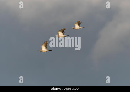 Sunlit Stock Doves, Columba oenas, in flight Stock Photo