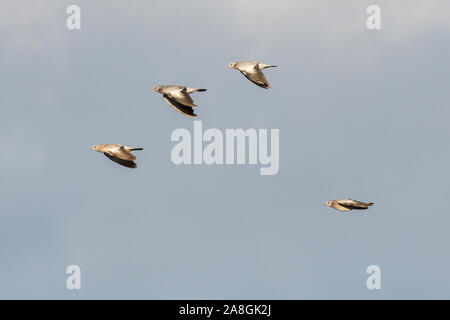 Flying Stock Doves on migration against a blue sky Stock Photo