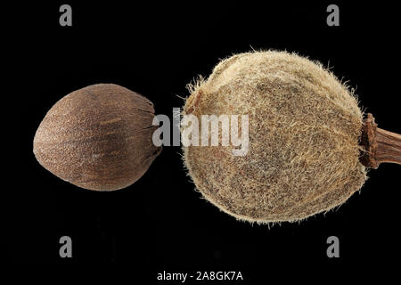 Tilia platyphyllos, Large-leaved lime, Sommer-Linde, seed and fruit, close up Stock Photo