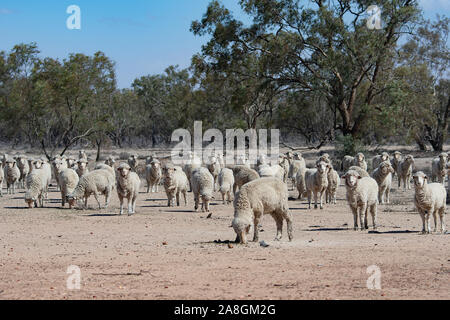 Flock of sheep struggling to feed on barren land during a severe drought, near Walgett, New South Wales, NSW, Australia Stock Photo