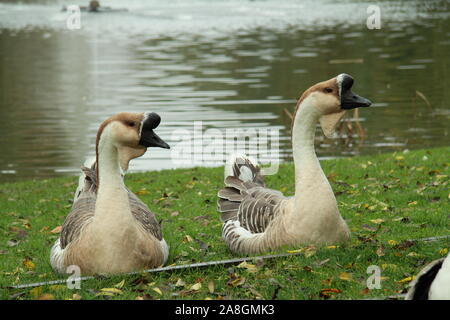 Chinese mute geese at the lake Stock Photo