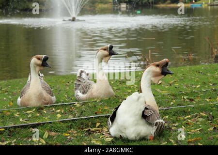 Chinese mute geese at the lake Stock Photo