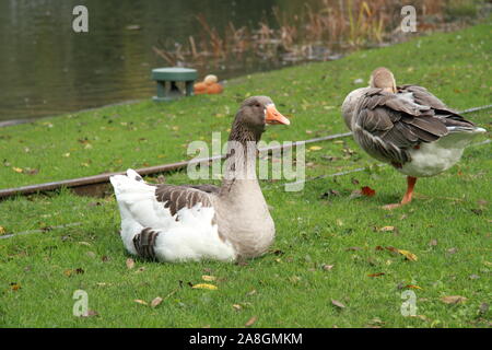 Chinese mute geese at the lake Stock Photo