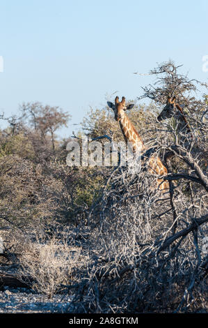 An Angolan Giraffe - Giraffa giraffa angolensis- sticking its head out of the Bushes in Etosha national Park in Namibia.