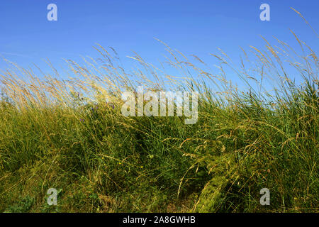 tall grass and blue sky background, high grass on wind under azure blue sky in summer Stock Photo