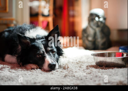 Cute black and white border collie waiting for food. Dog lying next to empty dog's bowl. Buddha on the background. Stock Photo