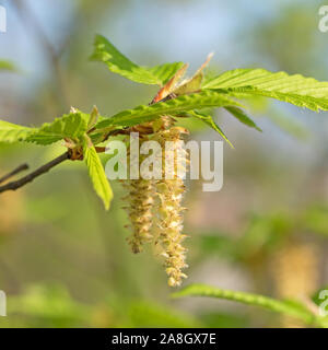 Flowers of the hop beech, Ostrya carpinifolia, in spring Stock Photo