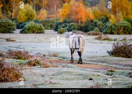 Brockenhurst, Hampshire, UK. 9th November 2019.  On a frosty autumn morning, temperature having dipped below freezing overnight,  activity abounds in New Forest just outside the village of Brockenhurst. Ponies walking around on the frosted ground, lit up by early morning sunshine. Stock Photo