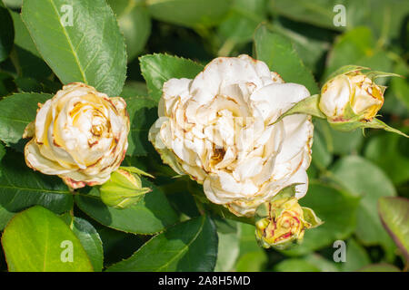 sick rose bushes and leaves. Protection against diseases in garden Stock Photo