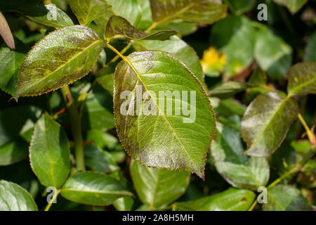 sick rose bushes and leaves. Protection against diseases in garden Stock Photo