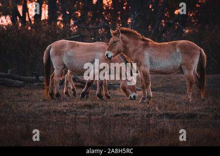 Przewalski's horse (Equus przewalskii or Equus ferus przewalskii), an endangered horse in a pasture in the late evening, Hortobágy National Park, Hungary Stock Photo