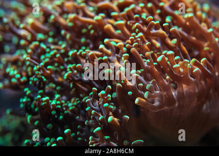 Underwater photo, sea coral emitting fluorescent in UV light. Abstract marine background Stock Photo