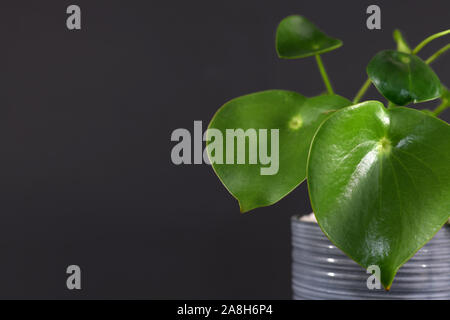 Tropical 'Peperomia Polybotrya Radiator Plant' house plant with thick heart-shaped leaves in gray flower pot on right side and empty copy space on lef