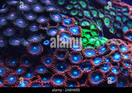 Purple and blue coral emitting light under UV underwater photo. Abstract organic marine background. Stock Photo