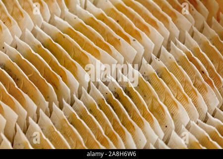 Detail on tea bags neatly arranged in box Stock Photo