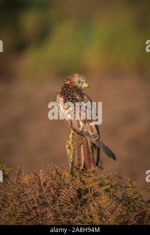 Red Kite, Milvus milvus, perched on old fence post, late autumn in suffolk, Stock Photo