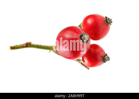 Rosehips (Rosa Canina fruits) isolated on white background. Stock Photo