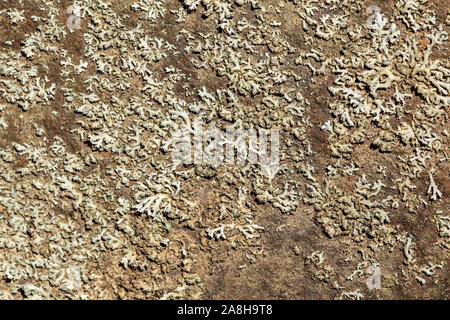 Lichen growing on flat rock, abstract organic background Stock Photo