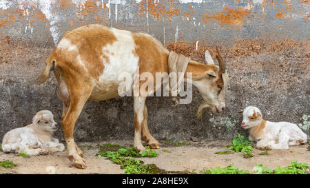 Goat and baby goat, animals in Sao Tome and Principe, in a village Stock Photo