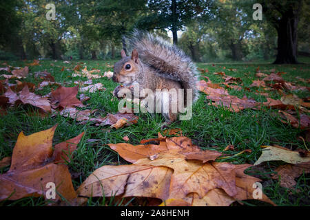 A squirrel sits amongst autumnal leaves eating a nut Stock Photo