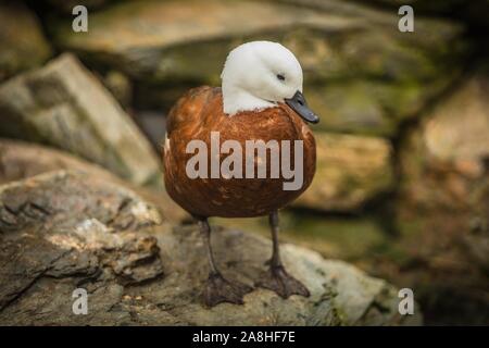 Portrait of female paradise shelduck with white head and chestnut body standing on a rock. Bird living at Prague ZOO, Czech Republic. Stock Photo