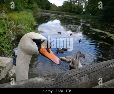 A swan and cygnets, looking for food on the serpentine lake at Coombe Abbey Park, Coventry, Warwickshire, UK Stock Photo