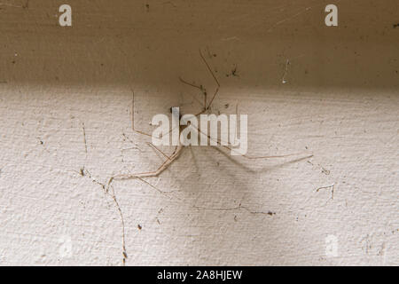 Cellar Spider Pholcus phalangioides. Image taken in the derelict Standish Hospital Stock Photo