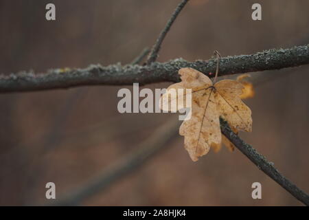 Brown autumn maple leaf on a branch in forest Stock Photo