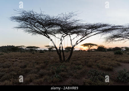 Sunset behind the umbrella trees in Baragoi, Kenya Stock Photo