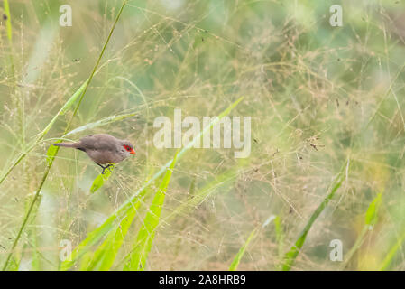 Common Waxbill, Estrilda astrid, two tropical birds in Sao Tome and Principe, african birds with a red beak Stock Photo