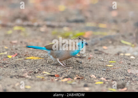 Blue Waxbill, Uraeginthus angolensis, little blue bird in Sao Tome Stock Photo