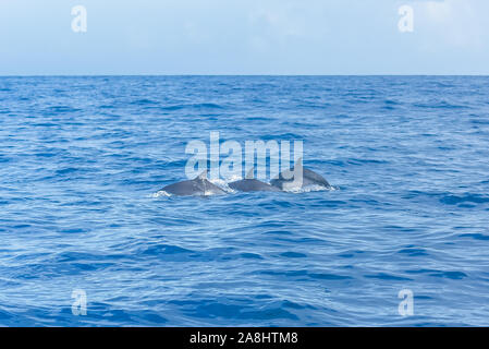 Pan tropical spotted dolphin, dolphin swimming in blue sea Stock Photo