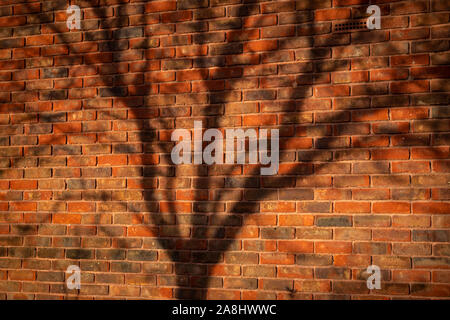 tree branch shadows on a brick wall Stock Photo