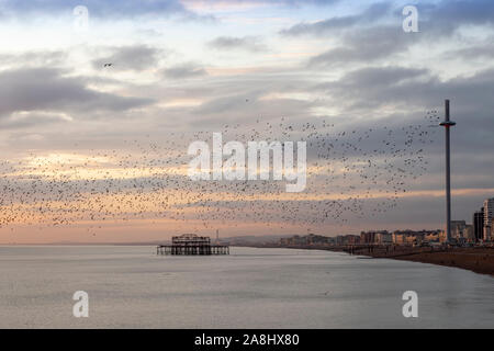 pier and flock of starlings in brighton Stock Photo