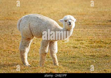 Young Suri Alpacas frolic in a field near Bend, Oregon. Suri Alpacas are raised for their silky like wool, used for kniting garments. Stock Photo