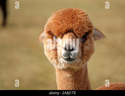 Young Suri Alpacas frolic in a field near Bend, Oregon. Suri Alpacas are raised for their silky like wool, used for kniting garments. Stock Photo