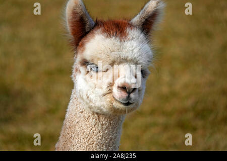 Young Suri Alpacas frolic in a field near Bend, Oregon. Suri Alpacas are raised for their silky like wool, used for kniting garments. Stock Photo