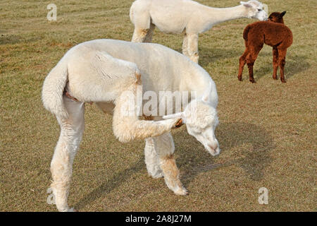 Young Suri Alpacas frolic in a field near Bend, Oregon. Suri Alpacas are raised for their silky like wool, used for kniting garments. Stock Photo