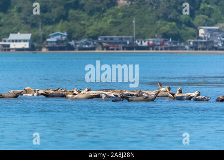 Colony of harbor seals in California, with the babies playing in the mud Stock Photo